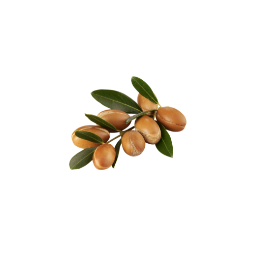 Argania Spinosa (Argan) Oil