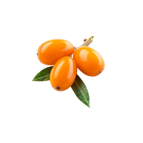 Hippophae Rhamnoides (Sea Buckthorn) Fruit Oil