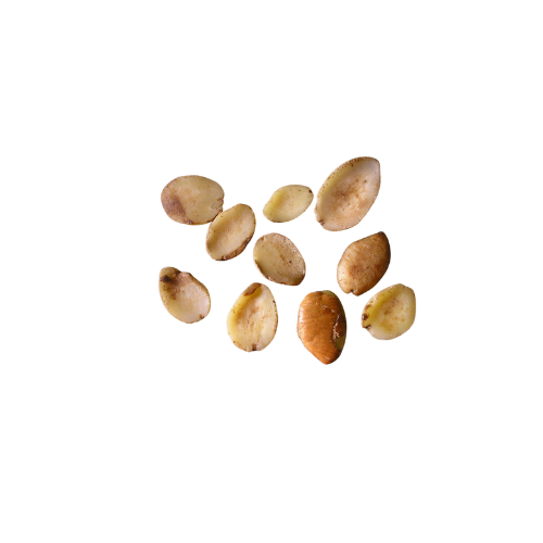 Irvingia Gabonensis (Wild Mango) Kernel Butter