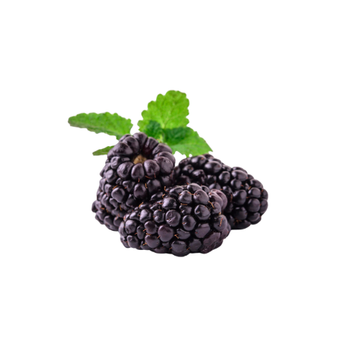 Rubus Fruticosus (Blackberry)