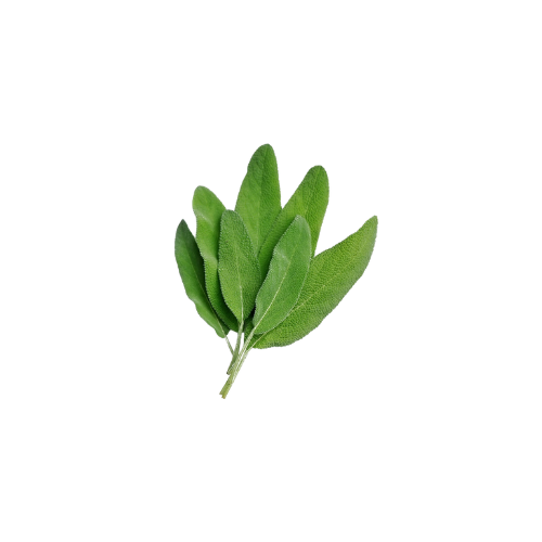 Salvia Officinalis (Sage)