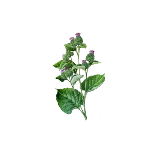 Arctium Lappa (Burdock)