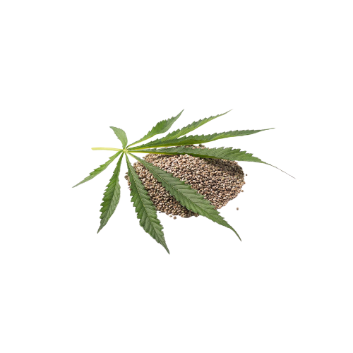 Cannabis Sativa (Hemp) Seed Oil